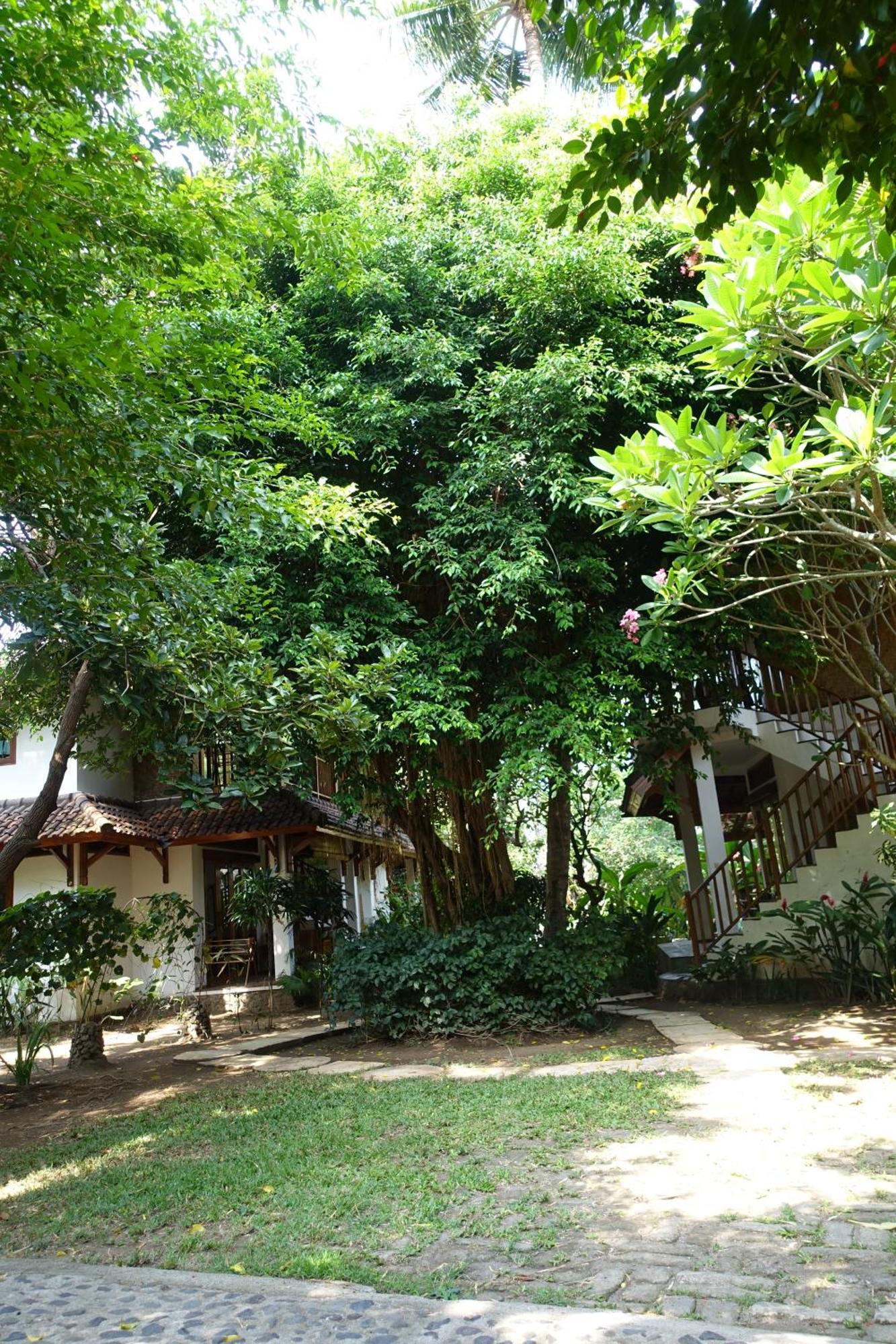 Villa Jati Mangsit Senggigi Exteriör bild